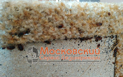клопы в диване Орехово-Зуево