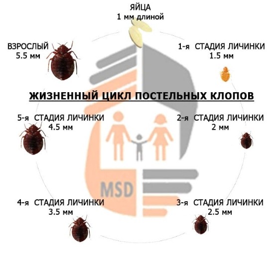 дезинфекция клопов в Орехово-Зуеве